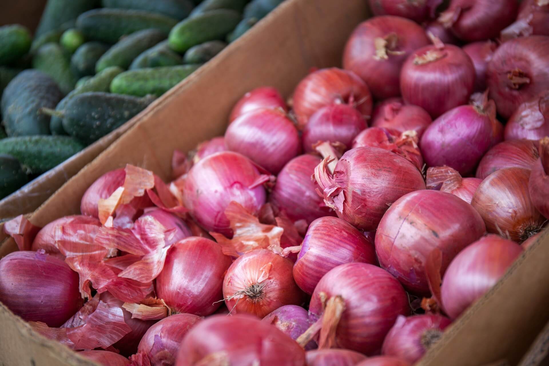 Fresh onions prepared for export